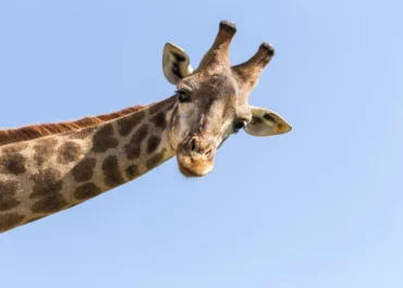 Tete de Girafe dans un zoo en ile de france