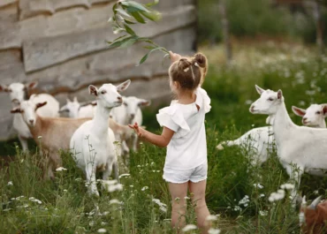 Petite fille jouant avec des petites chevres dans une ferme pedagogique
