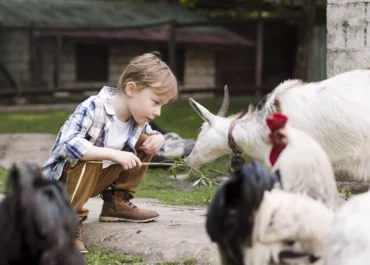 Petit garçon donnant à manger à une chèvre